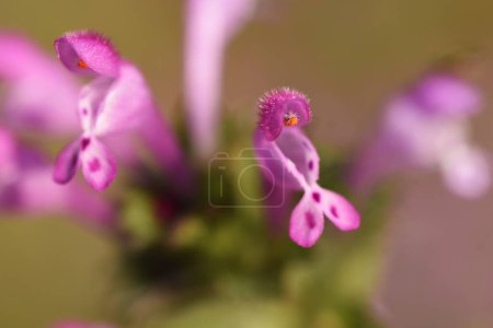 Les fleurs de henbit. Mauvaise herbe bisannuelle Lamiaceae. Grandit sur les bords des routes et le long des rives des champs, et fleurit fleurs violettes en forme de lèvre de Février à Mai.