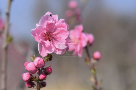 Hana peach ( Prunnus persica ) blossoms. Flowering peach tree. Rosaceae deciduous shrub. The flowering season is from March to April.