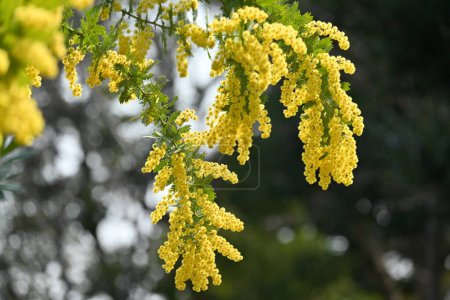 Téléchargez les photos : Cootamundra wattle (Acacia baileyana) fleurs. Fabaceae arbre à feuilles persistantes originaire d'Australie. Fleurs jaunes fleurissent de février à mars. - en image libre de droit