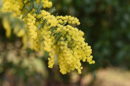 Téléchargez les photos : Cootamundra wattle (Acacia baileyana) fleurs. Fabaceae arbre à feuilles persistantes originaire d'Australie. Fleurs jaunes fleurissent de février à mars. - en image libre de droit