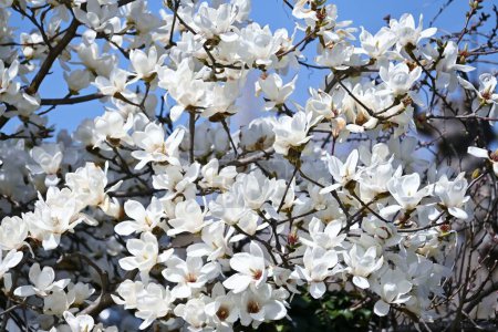 Téléchargez les photos : Kobus magnolia fleurit. Magnoliaceae arbre à feuilles caduques. Les fleurs blanches fleurissent au début du printemps devant les autres arbres. Les fleurs sont médicinales et le fruit est utilisé dans le vin de fruits. - en image libre de droit