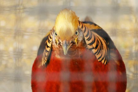 Photo for Male Golden pheasant ( Chrysolophus pictus ). Galliformes phasianidae. Birds of the pheasant family that inhabit bamboo thickets in high mountainous regions of China. - Royalty Free Image
