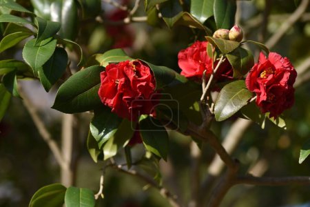 Rote Kamelienblüten. Fünfblättrige Blüten blühen von Februar bis April, und dunkelbraune Samen kommen von September bis November aus reifen Früchten..