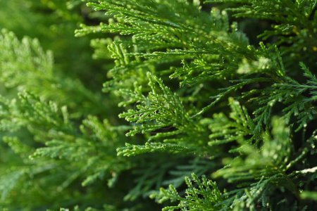 Photo for A hedge of Leyland cypress ( Cupressocyparis leylandii ). Cupressaceae evergreen coniferous tree. The leaves are dark green all year round and grow quickly, so they are used for hedges. - Royalty Free Image