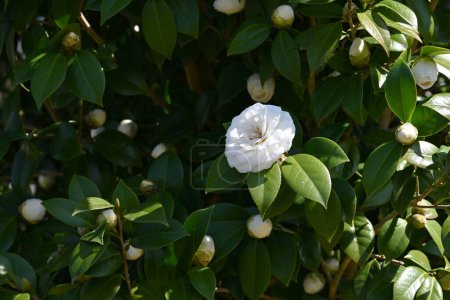 Téléchargez les photos : Fleurs blanches de camélia japonica. Theaceae arbuste à feuilles persistantes. Floraison de février à avril. - en image libre de droit