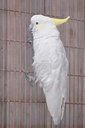 Yellow-crested cockatoo ( Cacetua sulphurea ). It lives in eastern Indonesia and is characterized by its yellow crest.
