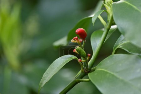 Photo for Aucuba japonica. Native to Japan, Aucubaceae evergreen Dioecious shrub. The flowering season is from March to May. The fruits ripen red in autumn. - Royalty Free Image