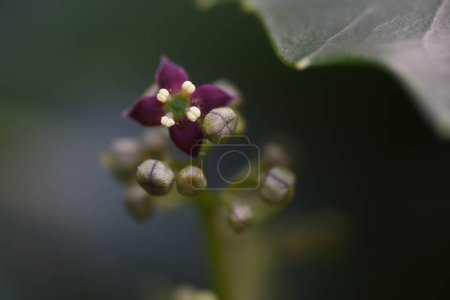 Photo for Aucuba japonica. Native to Japan, Aucubaceae evergreen Dioecious shrub. The flowering season is from March to May. The fruits ripen red in autumn. - Royalty Free Image