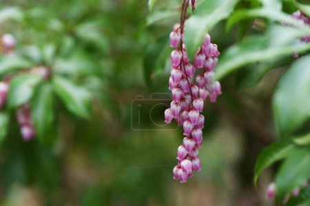 Japanese andromeda ( Pieris japonica ) flowers. Ericaceae evergreen shrub. Blooms from March to May with many white or pink bell-shaped flowers. Berries and leaves are poisonous.