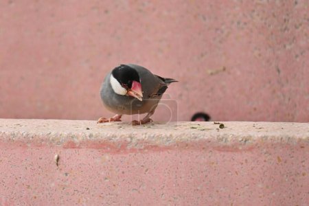 Java sparrow ( Padda oryzivora ). Java sparrows are hardy and friendly to humans, making them very easy to keep.