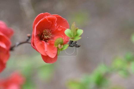 Flowering quince ( Chaenomeles speciosa ) flowers. Rosaceae deciduous shrub. Colorful flowers bloom from March to April.