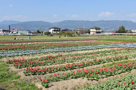 Téléchargez les photos : Vue d'un champ de fleurs entretenu au printemps. Matériel de base pour les travaux agricoles. - en image libre de droit