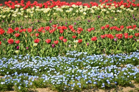 Téléchargez les photos : Vue d'un champ de fleurs entretenu au printemps. Matériel de base pour les travaux agricoles. - en image libre de droit