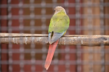 Green-cheeked parakeet ( Pyrrhura molinae ). A Psittacidae bird that inhabits the rainforests of South America. It has green cheeks and scales on its belly.