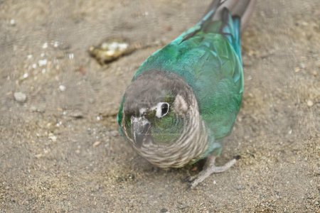 Grünwangensittich (Pyrrhura molinae). Ein Psittacidae-Vogel, der die Regenwälder Südamerikas bewohnt. Es hat grüne Wangen und Schuppen am Bauch.