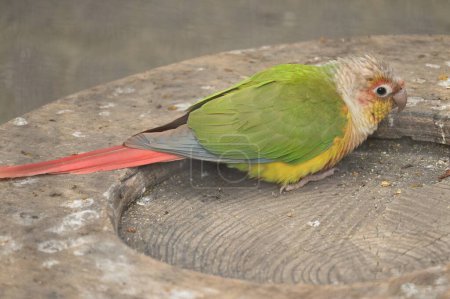 Téléchargez les photos : Perruche à joues vertes (Pyrrhura molinae). Un oiseau Psittacidae qui habite les forêts tropicales d'Amérique du Sud. Il a des joues vertes et des écailles sur le ventre. - en image libre de droit