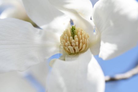 Photo for Kobus magnolia blossoms. A representative flowering tree that blooms white flowers in early spring and heralds the arrival of spring. The buds are dried and used as a herbal medicine. - Royalty Free Image