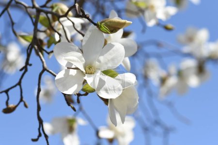 Téléchargez les photos : Kobus magnolia fleurit. Un arbre à fleurs représentatif qui fleurit de fleurs blanches au début du printemps et annonce l'arrivée du printemps. Les bourgeons sont séchés et utilisés comme plante médicinale. - en image libre de droit