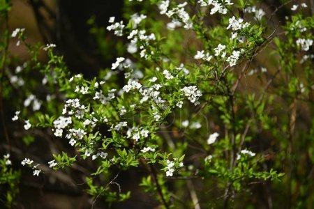 Foto de Thunbergii eadowsweet ( Spiraea thunbergii ) flowers. Rosaceae arbusto caducifolio. De marzo a mayo, pequeñas flores blancas con 5 pétalos se ponen en toda la rama. - Imagen libre de derechos