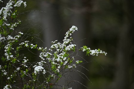 Foto de Thunbergii eadowsweet ( Spiraea thunbergii ) flowers. Rosaceae arbusto caducifolio. De marzo a mayo, pequeñas flores blancas con 5 pétalos se ponen en toda la rama. - Imagen libre de derechos