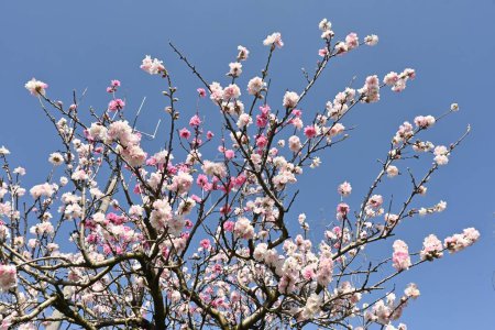 Photo for Hana peach in full bloom. Rosaceae deciduous flowering tree. Blooms from March to April. - Royalty Free Image