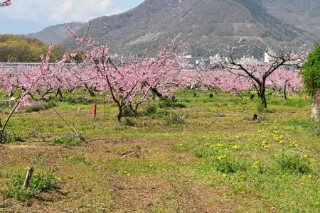 Téléchargez les photos : Pêche Hana en pleine floraison. Rosacées arbre à fleurs caduques. Floraison de mars à avril. - en image libre de droit