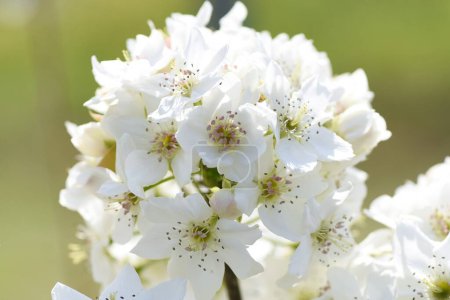 Japanische Birnenblüten. Rosaceae Laub Obstbaum. Weiße Blüten blühen von März bis April und tragen im Herbst Früchte.
