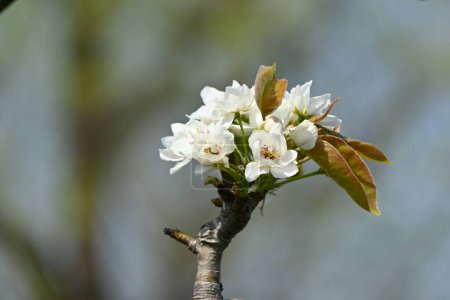 Photo for Japanese pear blossoms. Rosaceae deciduous fruit tree. White flowers bloom from March to April and bear fruit in autumn. - Royalty Free Image