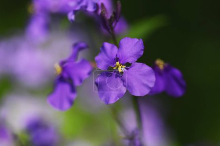 Flores chinas de berro violeta. Brassicaceae plantas anuales. Florece de marzo a mayo.