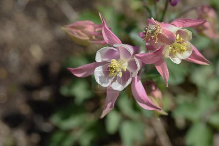Aquilegia vulgaris flowers. Ranunculaceae perennial plants. Flowering season is from May to June.