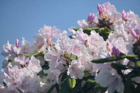 Photo for Rhododendron flowers. Ericaceae evergreen shrub. Flowering season is from April to June. It is also a poisonous plant containing rhodotoxin. - Royalty Free Image