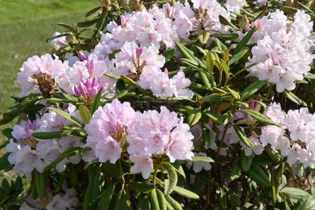 Photo for Rhododendron flowers. Ericaceae evergreen shrub. Flowering season is from April to June. It is also a poisonous plant containing rhodotoxin. - Royalty Free Image