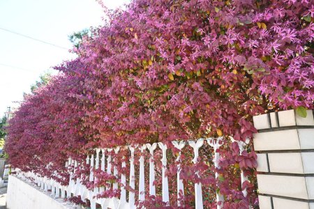 Los setos del arbusto fleco chino. Hamamelidaceae arbusto siempreverde. Es un seto popular porque las flores hermosas florecen de marzo a mayo y son fáciles de cultivar.