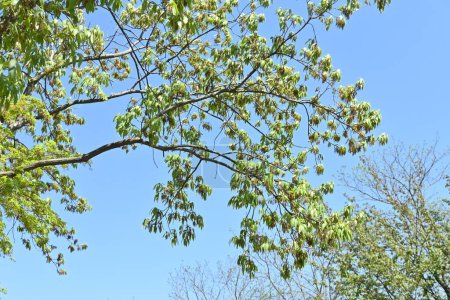 Foto de Konara roble (Quercus serrata) árbol. Fagaceae árbol caducifolio. Se utiliza como materia prima para el carbón vegetal y como troncos para el cultivo de shiitake. - Imagen libre de derechos