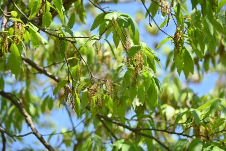 Foto de Konara roble (Quercus serrata) árbol. Fagaceae árbol caducifolio. Se utiliza como materia prima para el carbón vegetal y como troncos para el cultivo de shiitake. - Imagen libre de derechos