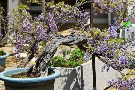 Téléchargez les photos : Fleurs de glycine japonaises de style bonsaï. Fabaceae arbre à feuilles caduques. - en image libre de droit