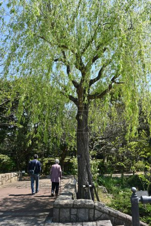 Téléchargez les photos : Le saule qui pleure. Un arbre à feuilles caduques Salicaceae dioïque originaire de Chine.Utilisé pour les arbres des parcs et des rues. - en image libre de droit