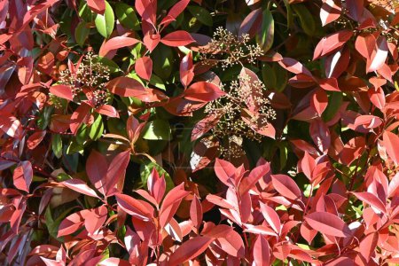 Die Photinia glabra (Rotkehlchen) Hecken. Rosaceae immergrüner Strauch. Sie wird wegen ihrer schönen roten Triebe im Frühjahr oft als Hecke verwendet.