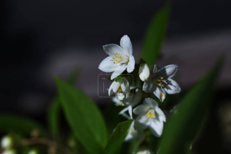 Photo for Slender deutzia ( Deutzia gracilis ) flowers. Hydrangeaceae deciduous shrub. White flowers bloom slightly downward from May to June. - Royalty Free Image