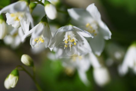 Foto de Delgado deutzia (Deutzia gracilis) flores. Hydrangeaceae arbusto caducifolio. Flores blancas florecen ligeramente hacia abajo de mayo a junio. - Imagen libre de derechos