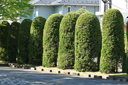 Juniperus chinensis 'Kaizuka' ( Chinese juniper ) hedges. Cupressaceae evergreen dioecious conifer native to China. It is used as a hedge because it is resistant to exhaust gas and sea breeze.