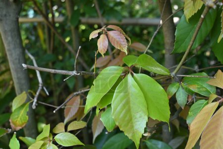 Foto de Hojas de roble anular (Quercus glauca). Se utiliza para árboles de jardín y setos. Madura en otoño en árboles portadores de bellota. - Imagen libre de derechos