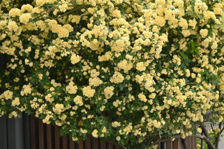 Photo for Banksia rose blossoms. Rosaceae evergreen vine shrub native to China. It has no thorns and is easy to care for. From April to May, yellow double flowers bloom on the fence of a house. - Royalty Free Image