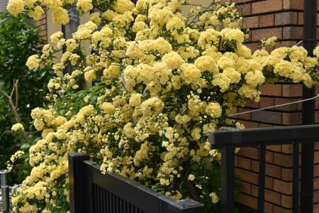 Téléchargez les photos : La rose de Banksia fleurit. Rosacées arbuste de vigne à feuilles persistantes originaire de Chine. Il n'a pas d'épines et est facile à entretenir. D'avril à mai, des fleurs jaunes doubles fleurissent sur la clôture d'une maison. - en image libre de droit