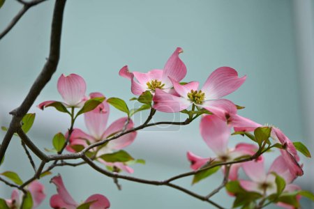 Foto de Flores rosadas con flores de cornejo (Cornus florida). Cornaceae árbol de flores caducas nativo de América del Norte. La temporada de floración es de abril a mayo. - Imagen libre de derechos