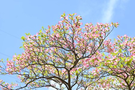 Kwiat drzewa (Cornus florida) różowe kwiaty. Kwitnące drzewo liściaste kukurydzy pochodzi z Ameryki Północnej. Sezon kwitnienia trwa od kwietnia do maja.