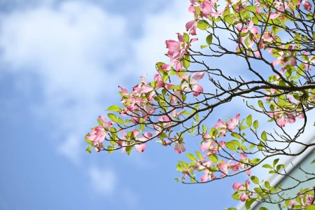 Photo for Flowering dogwood ( Cornus florida ) pink flowers. Cornaceae deciduous flowering tree native to North America. Flowering season is from April to May. - Royalty Free Image