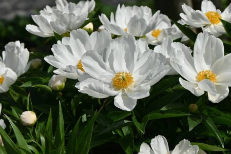 Chinese peony ( Paeonia lactiflora ) flowers. Paeoniaceae perennial plants. Flowering May-June. Ornamental and medicinal plant.