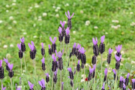 Französischer Lavendel (Lavandula stoechas) blüht. Lamiaceae immergrüne Pflanzen. Blütezeit von Mai bis Juli.