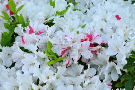 Azalea ( Rhododendron ) flowers. Ericaceae semi-deciduous plants. Flowering season is from April to May.
